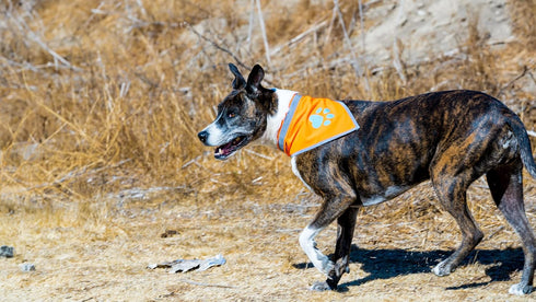 Orange Dog Bandana. Hi-Visibility Reflective Blaze Orange Velcro Bandana for Large and Small Pets. Safety Accessories for Walking, Camping, and Of...