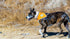 Orange Dog Bandana. Hi-Visibility Reflective Blaze Orange Velcro Bandana for Large and Small Pets. Safety Accessories for Walking, Camping, and Of...