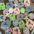 GEORLD Edible Cupcake Topper Wafer Hummingbird Cake Bird Decoration by Wafer Paper,12 Counts,Flat not 3D...