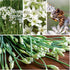 Seed Needs, Garlic Chives Seeds - 400 Heirloom Seeds for Planting Allium tuberosum - Culinary Herb, Non-GMO & Untreated, Chinese Chives for Cookin...