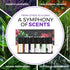 Essential Oils Set by Pure Aroma - Top 6 Aromatherapy Oils Gift Set-6 Pack, 10ml (Eucalyptus, Lavender, Lemongrass, Sweet Orange, Peppermint, Tea ...