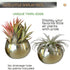 Birchwood & Moss Air Plant Pots Set of 2 - Mini 3in Gold Planter Pots for Indoor Plants, Brass Plant Holder Succulent Cactus Pot Air Plants Frame ...