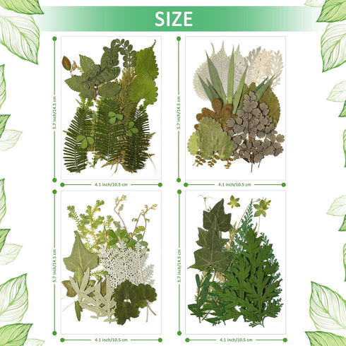 Timtin 84 Pieces Dried Pressed Leaves Flowers for Resin Mini Dried Flowers for Crafts Greenery Assorted for Art DIY Handmade Bookmarks 4 Bags(Vivi...
