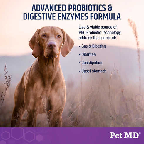Pet MD Probiotics & Enzymes for Dogs - Gut Health Chews with Prebiotics - Digestive Aid for Dogs with Upset Stomach, Diarrhea, Constipation, or Ga...