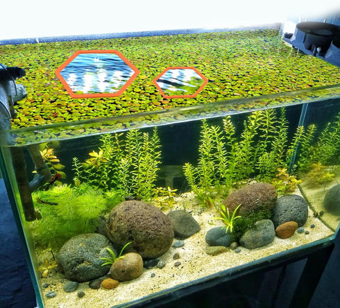 5pcs Aquarium Floating Plant Rings, Foam Floating Plant Corral Holder Hexagon Fish Feeding Rings Feeding Ring Barrier for Fish Tank Feeder Plant F...