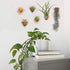 MITIME Air Plants Holders-Real Wood Live Air Plant Holders.Rustic Air Plant Stand,Wall-mounted to save space.(Plants not included)(Mix Set of 6)...