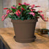 Bloem Terra Plant Saucer Tray for Planters 3-6" Chocolate Brown...