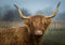 Highland Cow 100% Cotton 16"x12" Fabric Panel Quilting Cattle Panel Cow...