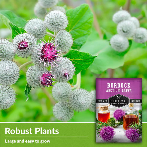 Burdock Seed for Planting - 1 Packet with Instructions to Plant & Grow Burdock Root (GOBO) in Your Home Vegetable Garden - Burdock Plant - Non-GMO...