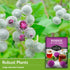 Burdock Seed for Planting - 1 Packet with Instructions to Plant & Grow Burdock Root (GOBO) in Your Home Vegetable Garden - Burdock Plant - Non-GMO...