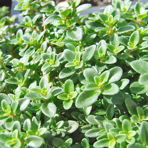Lemon Thyme Seeds Thymus Citroidorus Fragrant Evergreen Deer & Rabbit & Drought Tolerant Culinary Ornamental Ground Covers Patio Container Indoor ...