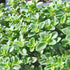 Lemon Thyme Seeds Thymus Citroidorus Fragrant Evergreen Deer & Rabbit & Drought Tolerant Culinary Ornamental Ground Covers Patio Container Indoor ...
