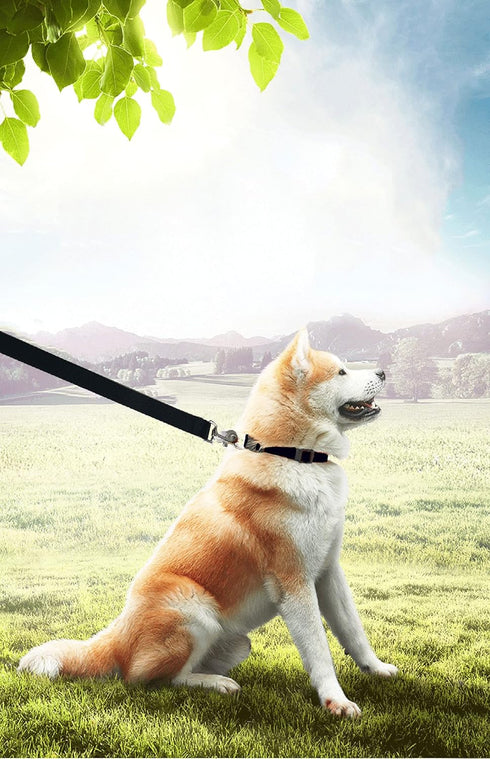 15ft 20ft 30ft 40ft 50ft Long Dog/Puppy Lead Obedience Recall Training Dog Leashes for Small Medium Dogs Camping, Training, Play, or Backyard (30 ...