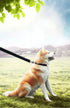 15ft 20ft 30ft 40ft 50ft Long Dog/Puppy Lead Obedience Recall Training Dog Leashes for Small Medium Dogs Camping, Training, Play, or Backyard (30 ...