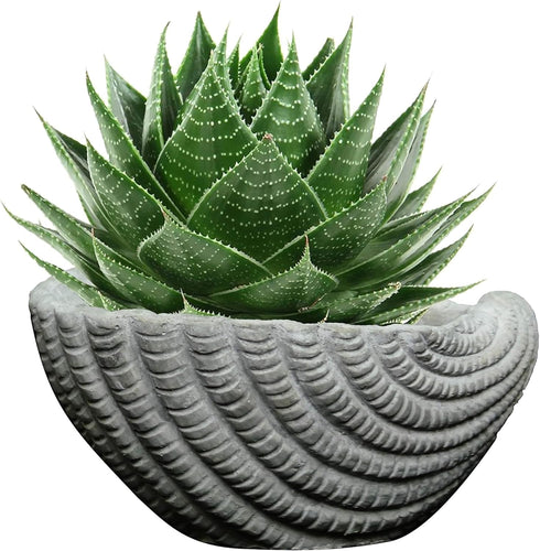 Classic Home and Garden Indoor Outdoor Cement Succulent Sea Shell Planter, Gray, 5"...