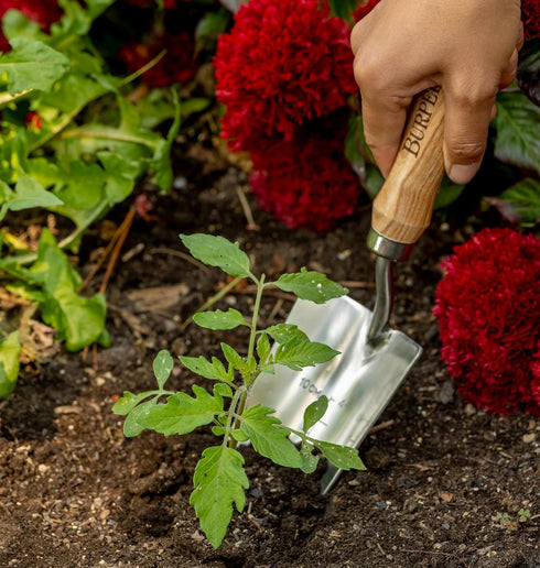 Burpee 13" Stainless Steel Trowel | Durable Long Lasting Garden Tool | Leather Wrist Strap 5" Handle, 10 Year Warranty, Oak...