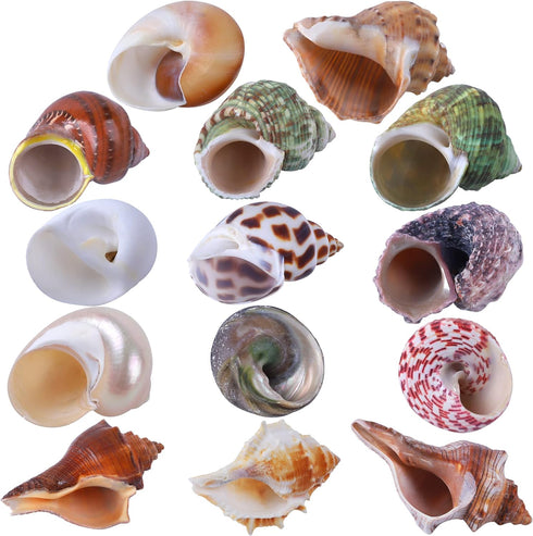 14PCS 14 Kind Natural Hermit Crab Shells Size 1" - 3.5", Opening 0.8" - 1.5" Hermit Crab Supplies Pearl Turbo Seashell for Décor...