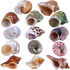 14PCS 14 Kind Natural Hermit Crab Shells Size 1" - 3.5", Opening 0.8" - 1.5" Hermit Crab Supplies Pearl Turbo Seashell for Décor...