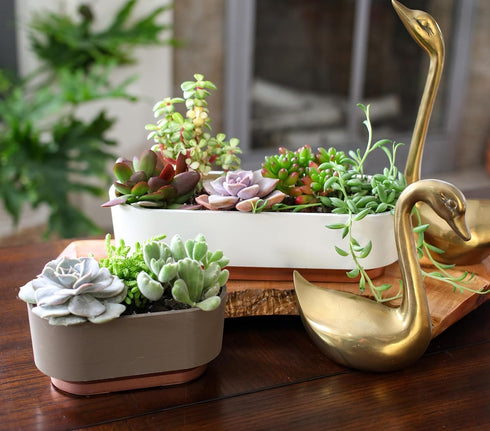The HC Companies Sorrento 5.5 Inch Succulent Pot - Lightweight Indoor Plastic Succulent Planter with Drainage, Vanilla Bisque...