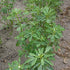 CHUXAY GARDEN Trigonella Foenum Seed 50 Seeds Annual Herb Plant Culinary Spice Flavoring Agent Evergreen Seasoning Culinary Plants...