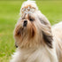 9 Pieces Dog Tiara Crown Hair Clips Pet Crystal Rhinestone Barrette Clips for Dog Puppy Ear Crown Clips Clear Doggie Crown Clip Pet Grooming Hair ...