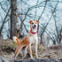 Reflective Dog Collar with Safety Locking Buckle, Adjustable Padded Nylon Pet Collars for Small Dogs...