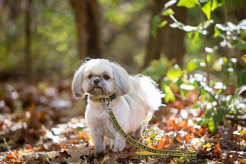 Pets First Collegiate Pet Accessories, Dog Leash, Michigan Wolverines, Medium...