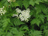 Plant Good Seed Sweet Cicely Seeds - Pack of 20, Heirloom Seeds for Planting Flowers - Gardening Supplies, Herb Garden, Wildflower, Flower Seeds t...