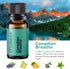 Scent of Adventure Essential Oils Set 6 Aromatherapy Diffuser Blends for Home Office Humidifier Car Fresheners Premium Grade Relaxation Scented Oi...