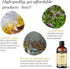 Avatra Vanilla Essential Oil for Diffuser, Skin, & Aromatherapy | Natural & Undiluted Oil for Soap & Candle Making | Long Lasting Scent- 3.38 Fl O...