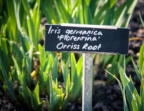 Whole Orris Root - 100% Iris Germanica - Iris Root Contains Essential Oils, Flavonoids And Is Used In Perfumes - Net Weight: 1.76oz / 50g...