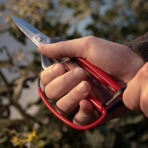 CHIKAMASA professional horticultural pine needles scissors T-710GDX (japan import)...