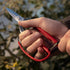 CHIKAMASA professional horticultural pine needles scissors T-710GDX (japan import)...