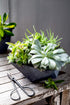 The HC Companies 8 Inch Deco Faceted Plastic Succulent Bowl - Decorative Indoor Planter with Drainage Hole, Vanilla Bisque...