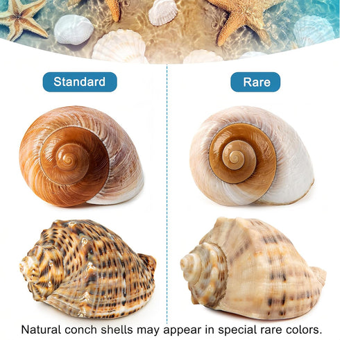 6PCS Large Hermit Crab Shells | Natural Sea Conch Size 3" - 3.5", Opening Size 1.5" - 2.5" | Turbo Seashells for Hermit Crab Supplies and Beach De...
