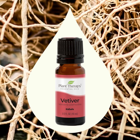 Plant Therapy Vetiver Essential Oil 100% Pure, Undiluted, Natural Aromatherapy, Therapeutic Grade 10 mL (1/3 oz)...
