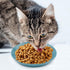 8pcs Cat Food Bowls, 6 inch Whisker Fatigue Cat Bowls for Food and Water Wheat Straw Shallow Wide Cat Dish Plates Colorful Kittens Wet Feeding Wat...