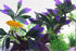 AQUA KT Aquarium Landscape Simulation Artificial Plant Purple, Plastic Plant for Fish Tank Decoration, Aquatic Water Plant, Fish Bowl Ornament...