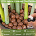 ZeeDix 4LBS Expanded Clay Pebbles for Plants, 4mm-16mm Leca for Plants Clay Aggregate Grow Media, Natural Organic Clay Balls for Hydroponic, Garde...