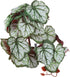 2Pcs Artificial Reptile Plant, Plastic Simulation Vine Lifelike Aquarium Fish Leaves Decoration with Suction Cup, Pets Fake Green Plastic Ornament...