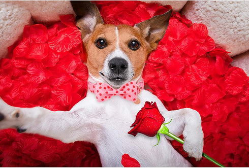 Valentine’s Day Dog Collar with Bow Tie, Valentine Bowtie Collar Puppy Girl Dog or Cat, Valentine’s Day & Wedding Gift Pet Collar, Cotton Pink Col...