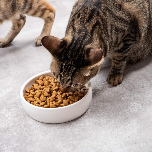 Ceramic Pet Bowl for Cats,Classic Ceramic Cat Dish Dog Bowls for Food and Water,12 Liquid Ounce...