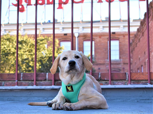 EcoBark Dog Harness - Eco-Friendly Max Comfort Harnesses - Luxurious Soft Mesh Halter - Over The Head Harness Vest- No Pull and No Choke for Puppy...