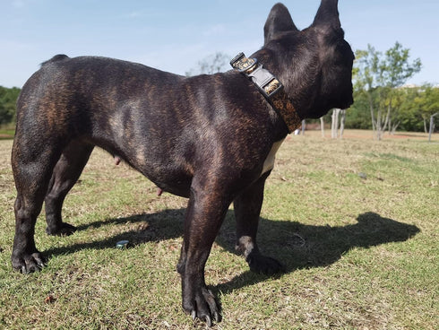 Dog Collar for Small Medium Large Dogs, Cute Girl Dog Pet Collar Soft Adjustable Fancy Floral Girl Puppy Dog Collars Walking Running Training (XL:...