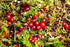 Food to Live Organic Dried Cranberries, 8 Ounces – Non-GMO, Kosher, Unsulfured, Bulk...
