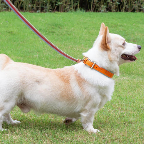 SUFEI Leather Soft Padded Dog Collar Breathable Adjustable Waterproof Tactical Pet Collar with Metal Buckle for Small Medium Dogs (S, Orange Blue)...