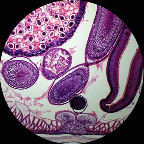 AmScope PB10 10 PC Prepared and Blank Microscope Glass Slides...