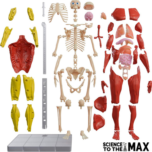 Be Amazing! Toys Interactive Human Body - 60 Piece Fully Poseable Anatomy Figure – 14” Tall Model - Anatomy Kit – Removable Muscles, Organs,Bones ...