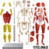 Be Amazing! Toys Interactive Human Body - 60 Piece Fully Poseable Anatomy Figure – 14” Tall Model - Anatomy Kit – Removable Muscles, Organs,Bones ...