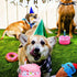 DoreenBow 5 Pack Dog Birthday Toys for Small Dogs Birthday Cake Squeaky Dog Toy Chew Toys Puppy Teething Toys Plush Birthday Box Gift for Dogs...